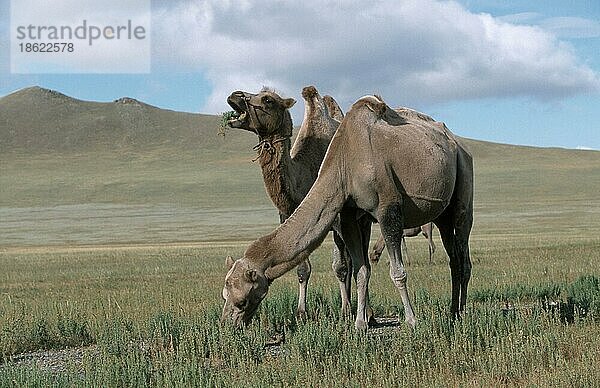 Trampeltiere  Zweihöckriges Kamel (Camelus bactrianus)  Mongolei  Asien