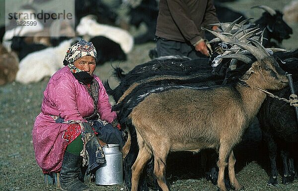Kasachen-Frau melkt Ziegen  Kosake  Kosaken  melken  Hausziege  n  Provinz Bayan-Olgiy  Mongolei  Asien