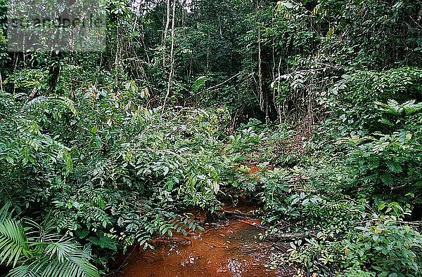 Tropischer Regenwald  Las Claritas  Gran Sabana  Provinz Bolivar  Venezuela  Südamerika