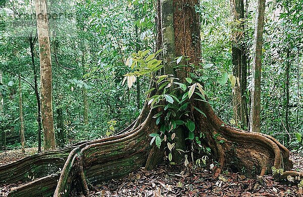 Tropischer Regenwald  Las Claritas  Gran Sabana  Provinz Bolivar  Venezuela  Südamerika