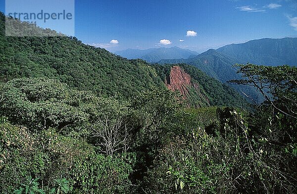 Tropischer Regenwald  Yungas Biosphäre der UNESCO  Calilegua Nationalpark  Provinz Salta  Argentinien  Südamerika