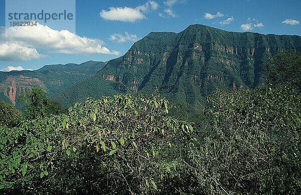 Tropischer Regenwald  Yungas Biosphäre der UNESCO  Calilegua Nationalpark  Provinz Salta  Argentinien  Südamerika