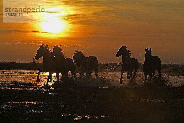 Camargue-Pferde im Sumpfgebiet bei Sonnenuntergang  Camargue  Provence  Südfrankreich