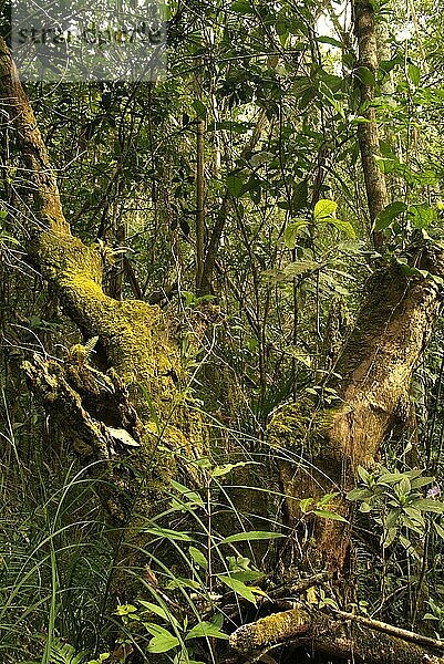 Tropischer Regenwald  Nationalpark Serra da Canastra  Minas Gerais  Brasilien  Südamerika