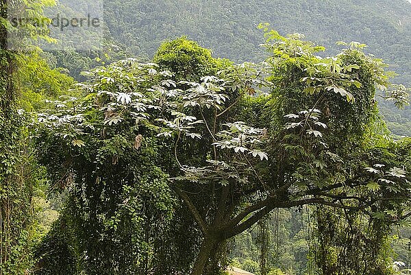 Embauba-Baum  Nationalpark Tijuca  Rio de Janairo (Cecropia)  Brasilien  Südamerika