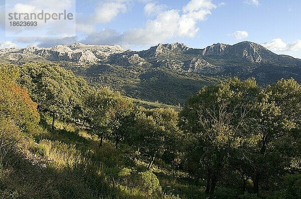 Sierra de Grazalema  Andalusien  Spanien  Europa