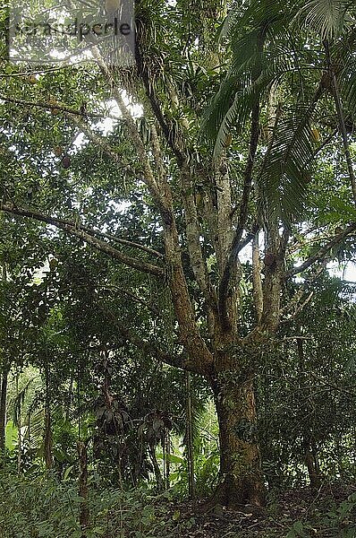 Jack-Fruit-Baum  Ubatuba  Bundesstaat Sao Paulo  Brasilien  Südamerika