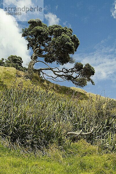 Nördlicher Rata  Pakiri Beach (Metrosideros robusta)  Eisenholzbaum  Neuseeland  Ozeanien