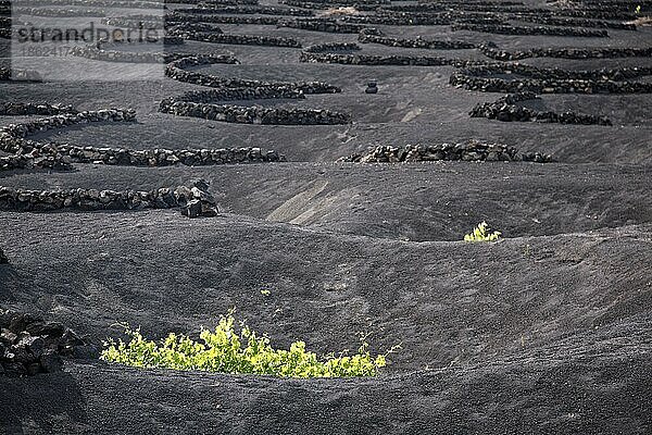 Weinberge und Krater in schwarzer Vulkanerde  die zum Schutz der Weinstöcke vor dem Wind gegraben wurden  in Lanzarote  La Geria  Lanzarote  Kanarische Inseln  Spanien  Europa