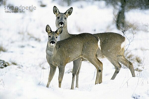 Rehe (Capreolus capreolus)  Niedersachsen  Deutschland  Europa