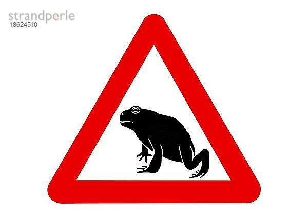 Warnschild für wandernde Amphibien  Kröten  die die Straße während der jährlichen Wanderung im Frühjahr überqueren  Belgien  Europa