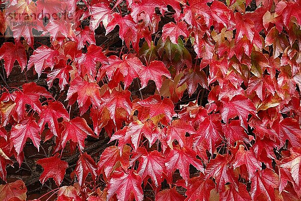 Virginia Schlingpflanze (Parthenocissus) in roten Herbstfarben