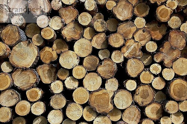 Holzfällerindustrie zeigt Stapel von geschnittenen Stämmen  Bäumen  Holz aus Kiefernwald