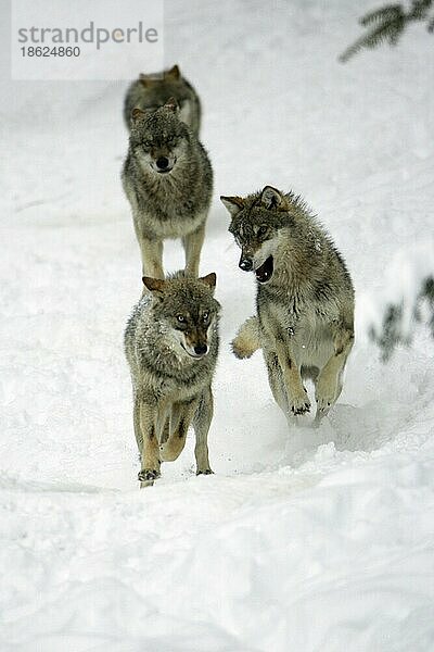 Wölfe (Canis lupus)