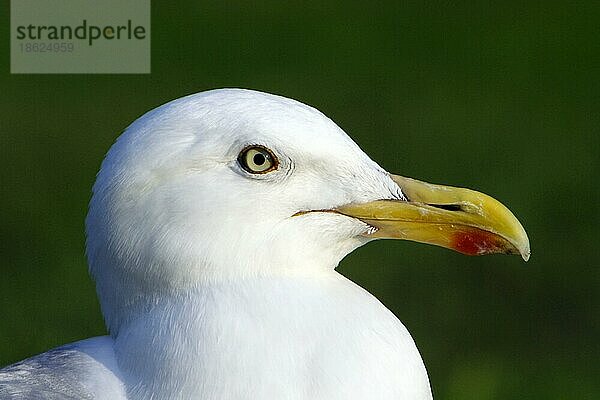 Silbermöwe (Larus argentatus)  Texel  seitlich  Profil  Niederlande  Europa