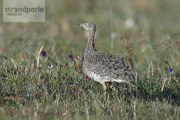 Zwergtrappe (Tetrax tetrax)  Weibchen  Alentejo  Portugal  Europa