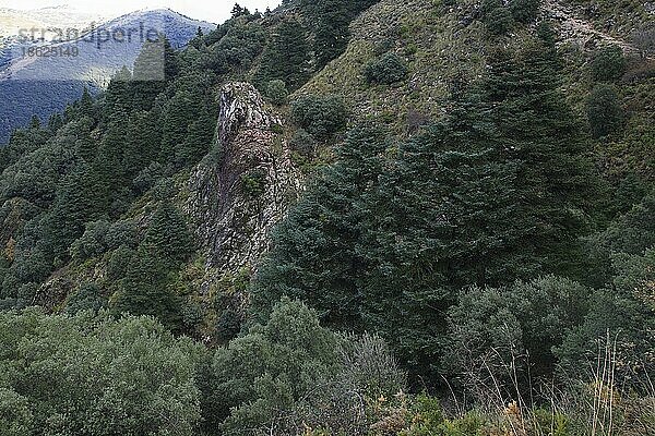 Igeltannen-Wald  Sierra de Grazalema Nationalpark  Andalusien (Abies pinsapo)  Igeltanne  Spanien  Europa