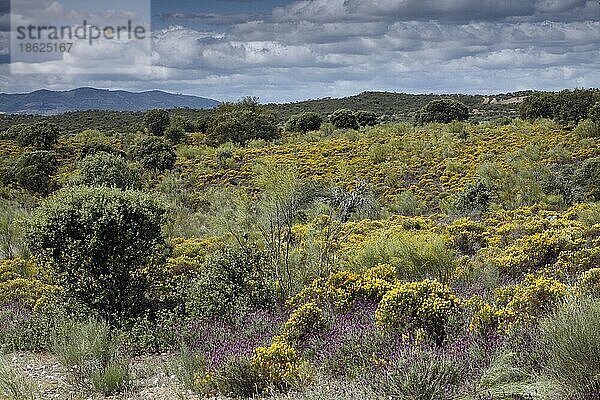 Landschaft mit Ginster und Lavendel  Tejo Nationalpark  Alentejo  Portugal  Europa