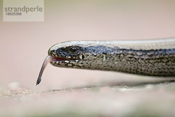 Blindschleiche  Zunge  Niedersachsen (Angulus fragilis)  Deutschland  Europa