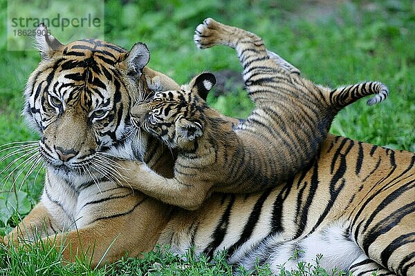 Sumatratiger (Panthera tigris sumatrae) mit Jungtier