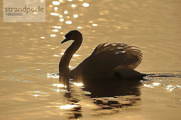 Höckerschwan (Cygnus olor)  seitlich  Deutschland  Europa