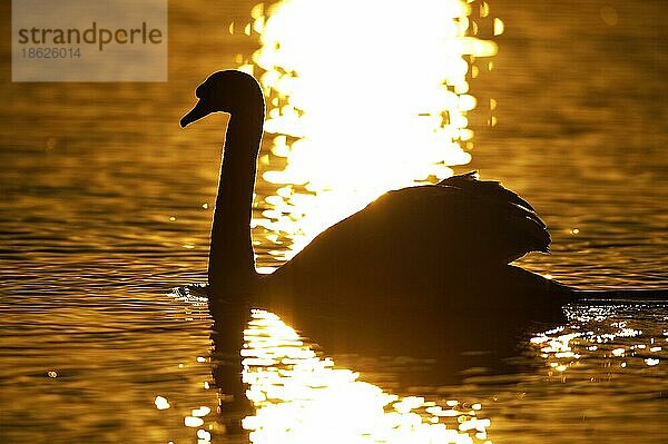 Höckerschwan (Cygnus olor)  seitlich  Deutschland  Europa