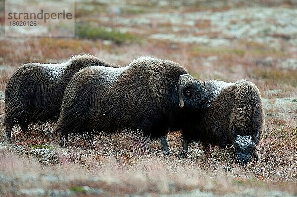 Moschusochse (Ovibos moschatus)  Herbst  Dovrefjell Nationalpark  Norwegen  Europa