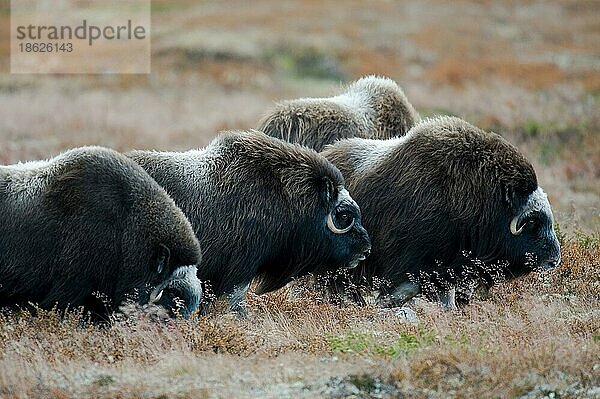 Moschusochse (Ovibos moschatus)  Herbst  Dovrefjell Nationalpark  Norwegen  Europa