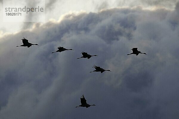 Kraniche (Grus grus)  Mecklenburg-Vorpommern  Groß-Mohrdorf  Deutschland  Europa