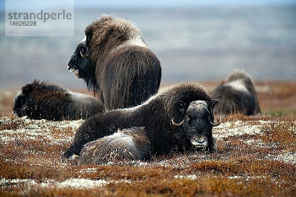 Moschusochse (Ovibos moschatus)  Herbst  Dovrefjell Nationalpark  Norwegen  Europa