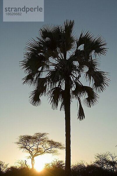 Echte Fächerpalme (Hyphaene benguellensis)  Makalani  Namibia  Afrika