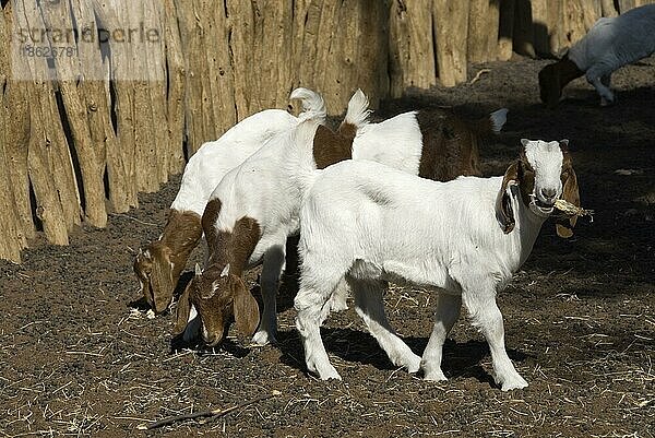 Hausziegen  Ziege  Ziegen  Kitzen  Namib-Naukluft-Park  Namibia  Afrika