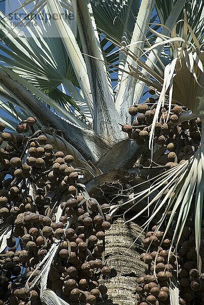 Echte Fächerpalme (Hyphaene benguellensis)  Makalani  Namibia  Afrika
