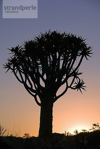 Köcherbaum  Keetmanshoop  Namibia  Afrika