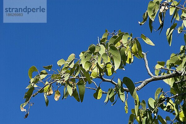 Mopane-Baum (Colophospermum mopane)  Namibia  Afrika