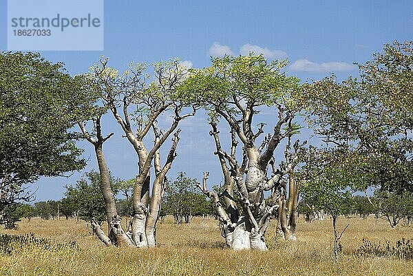 Moringabäume  Etosha Nationalpark  Namibia  Benussgewaechse (Moringaceae)  Afrika