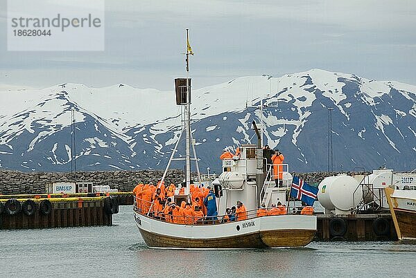 Walbeobachtungsboot im Hafen  Husavik  Island  Europa