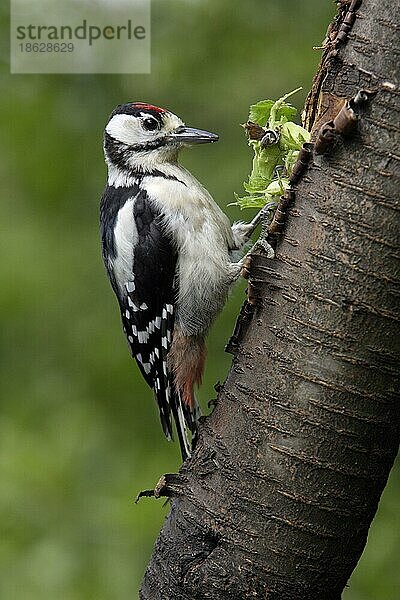 Young Great Spotted Woodpecker with haselnut  Großer (Picoides major) Buntspecht Jungvogel mit Haselnuss  Spechtvögel  seitlich  side  Deutschland  Europa