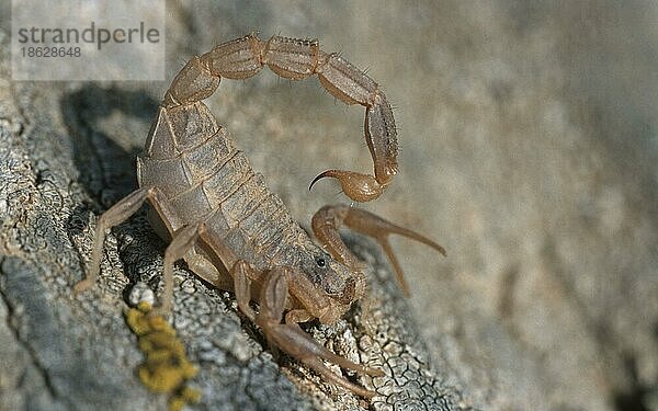 Gelber Skorpion  Tejo Nationalpark (Buthus occitanus) (Euscorpius occitanus)  Portugal  Europa