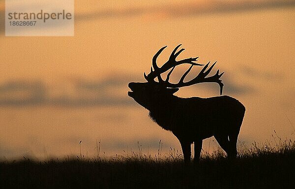 Rothirsch (Cervus elaphus) männlich  röhrend