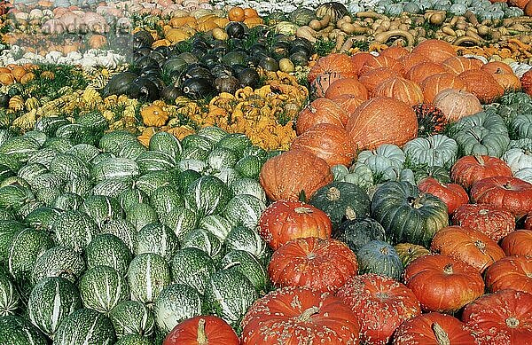 Different kinds of pumpkins  Verschiedene Sorten Kürbisse (Cucurbita) auf Kürbis-Ausstellung  Kürbis  Kürbisgewächse (Cucurbitaceae) (ceae)