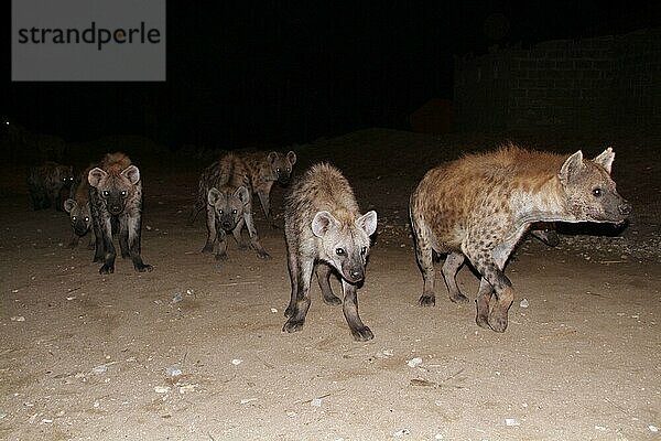 Tüpfelhyänen bei Nacht  Harar  Tüpfelhyäne  Harrar  Hyäne  Äthiopien  Afrika