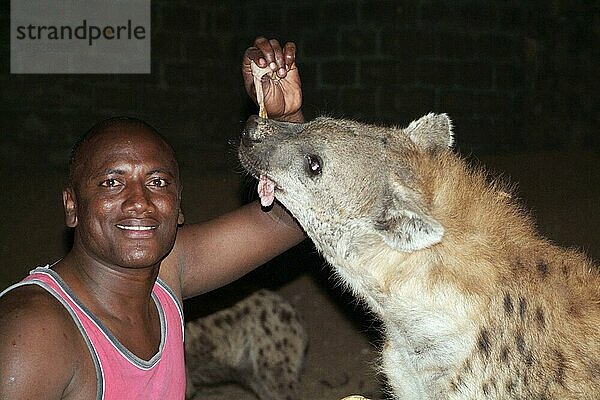 Mann mit Tüpfelhyäne bei Nacht  Harar  Tüpfelhyäne  Harrar  Hyäne  Äthiopien  Afrika
