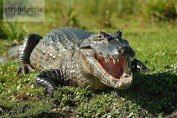 Brillenkaiman  Pantanal (Caiman crocodilus yacare)  Krokodilkaiman  Argentinien  Südamerika