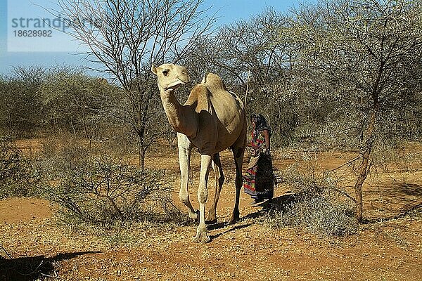 Mädchen  Borana-Stamm  treibt Dromedar  Süd-Äthiopien  Einhöckriges Kamel (Camelus dromedarius)