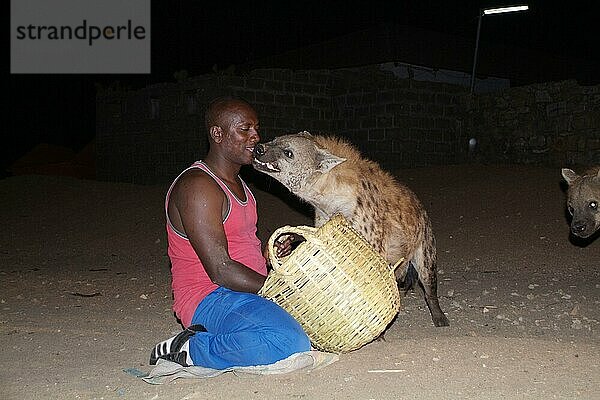 Mann mit Tüpfelhyäne bei Nacht  Harar  Tüpfelhyäne  Harrar  Hyäne  Äthiopien  Afrika