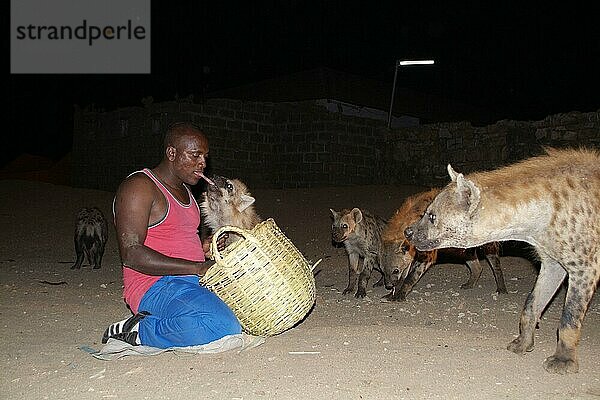 Mann füttert Tüpfelhyänen bei Nacht  Harar  Tüpfelhyäne  Harrar  Hyäne  Äthiopien  Afrika
