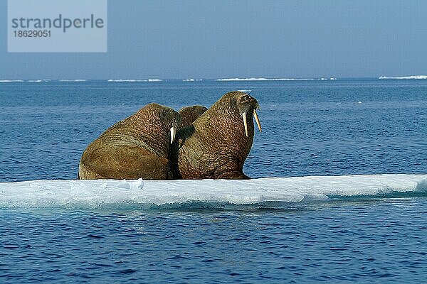Walruses on ice floe  Nunavut Territory  Canada  Walrosse (Odobenus rosmarus) auf Eisscholle  Arktis  Arctic  Kanada  Nordamerika