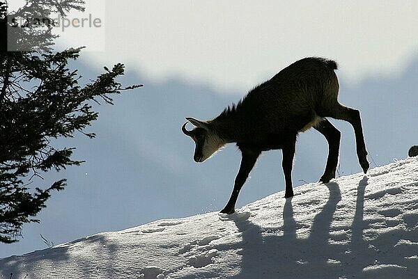 Chamois  Gämse (Rupicapra rupicapra) Schnee  snow  seitlich  side