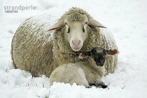 Merinoschaf mit Lamm  Schaf  Schafe
